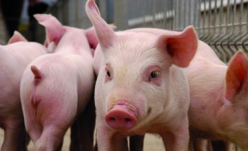 Peste porcina clásica aparece en Brasil