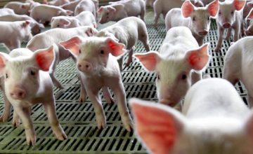 Update on the African swine fever, ASF: Recent changes in spreading