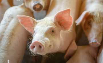 What is the chilean pork industry doing in terms of biosecurity issues?