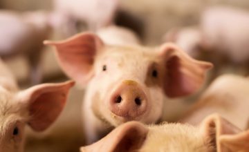 Los desafíos que deberá sortear la industria porcina en 2022