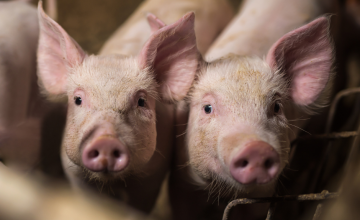 智利上半年的猪肉出口和2022年底的全球预测
