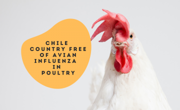 Chile declared free of Avian influenza in poultry