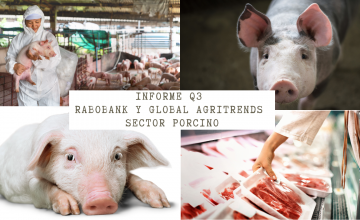 Rabobank y Global AgriTrends sobre el sector porcino: desaceleración económica es determinante en el rumbo de la industria