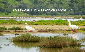 Bioseguridad en humedales: un exitoso programa de apoyo a pequeños productores avícolas de Chile