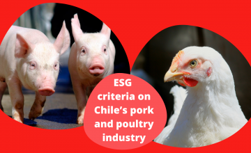 Innovation and sustainability: the impact of ESG criteria on Chile’s pork industry