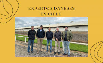 Expertos daneses exploraron oportunidades de colaboración en la industria porcina chilena