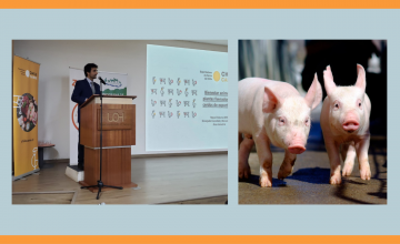 Taller de bienestar animal en cerdos: Un enfoque integral desde la granja hasta la planta faenadora en Chile